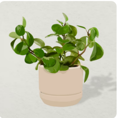 planta de las monedas