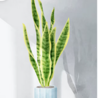 sansevieria